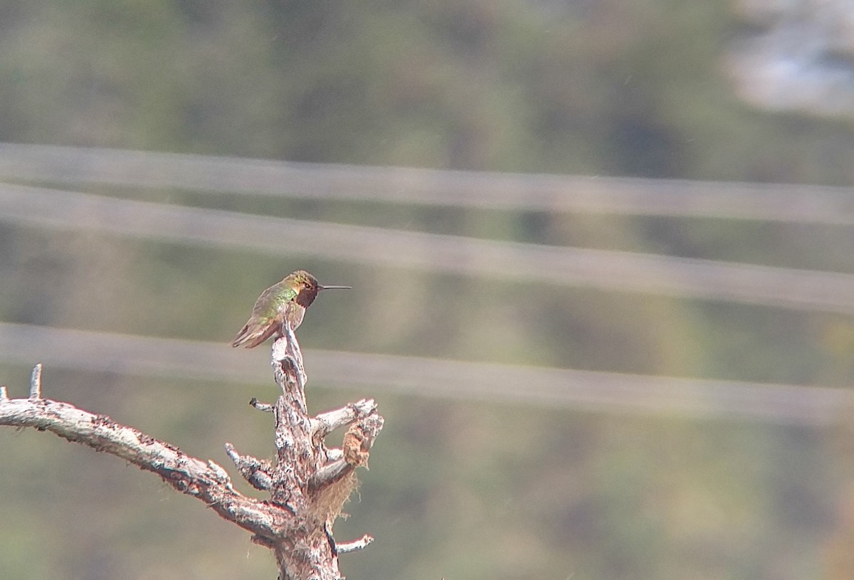 Anna's x Rufous Hummingbird (hybrid) - ML61188941