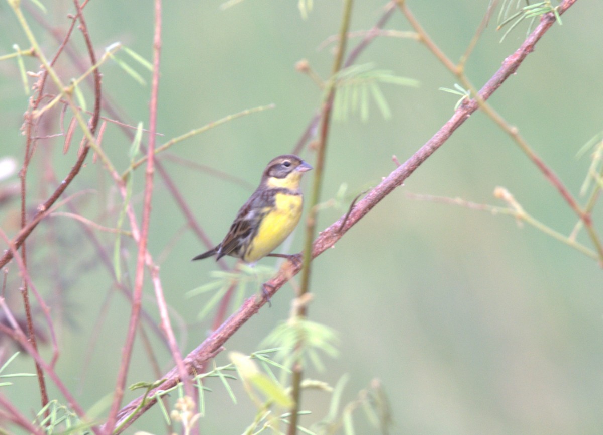 Yellow-breasted Bunting - ML611889454