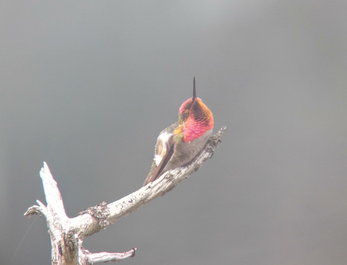 Anna's x Rufous Hummingbird (hybrid) - ML61188951