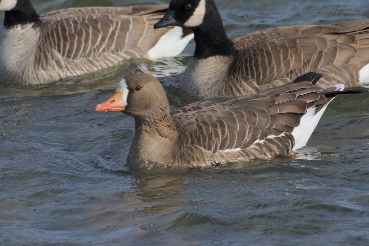 Greater White-fronted Goose - ML611889554