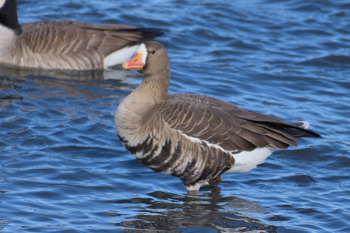 Greater White-fronted Goose - ML611889555