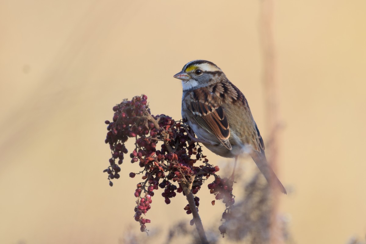 White-throated Sparrow - ML611889599