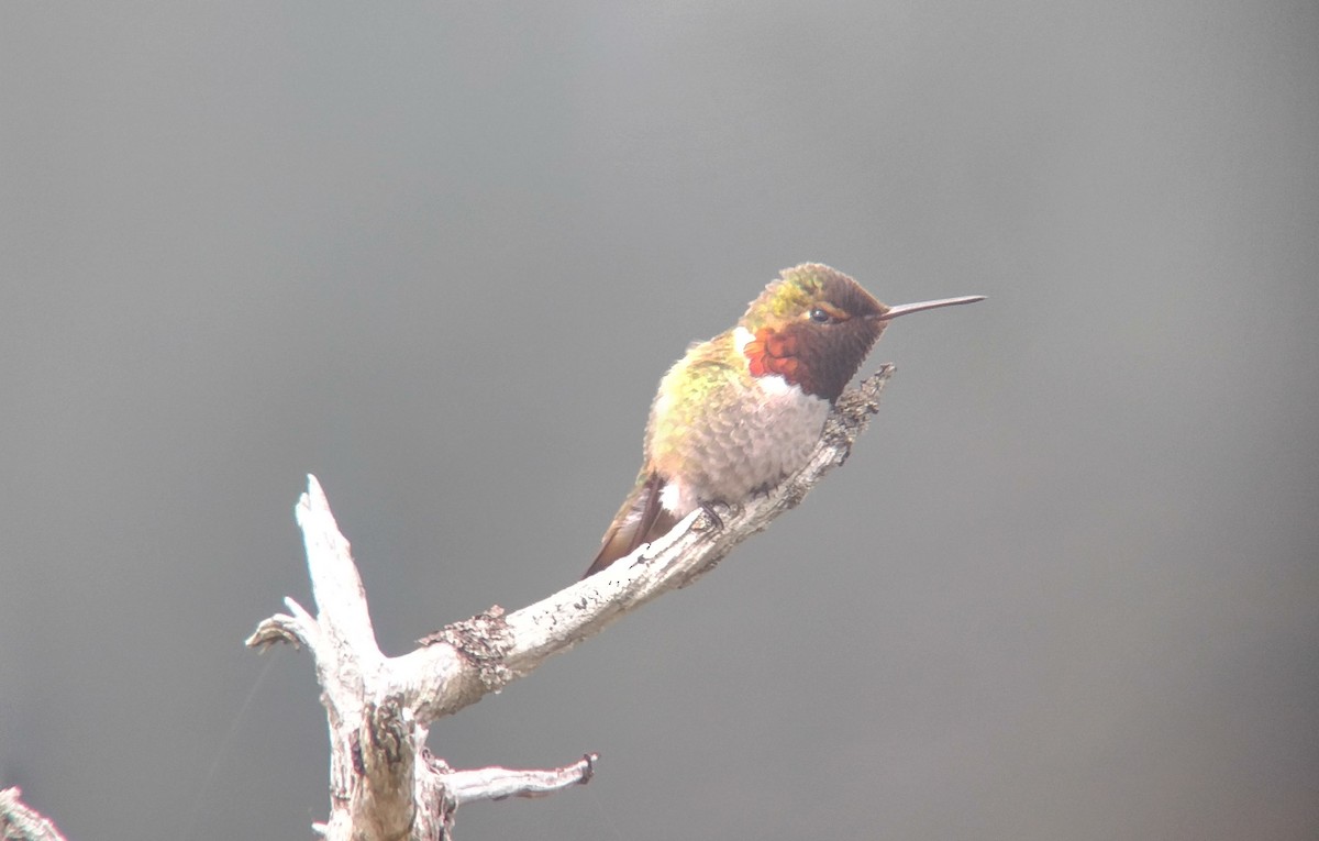 Anna's x Rufous Hummingbird (hybrid) - ML61188961