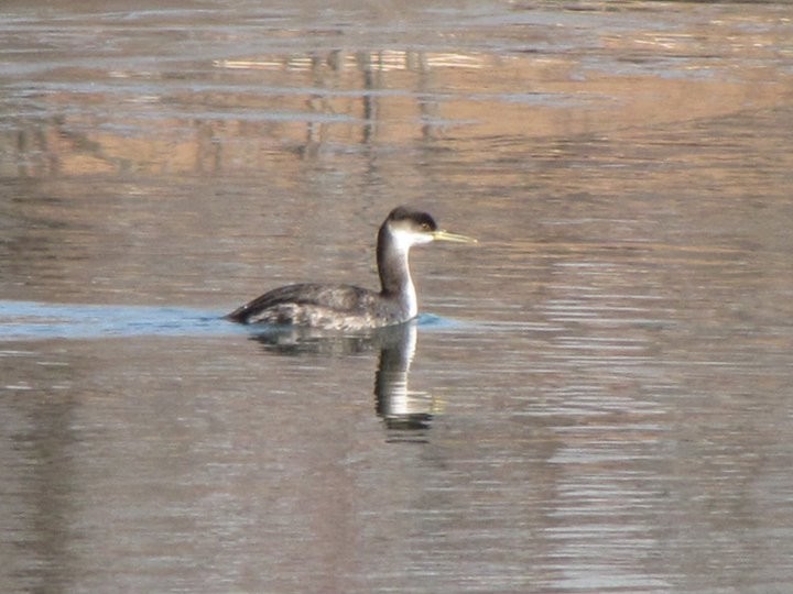 Red-necked Grebe - ML611890006