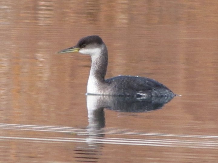 Red-necked Grebe - ML611890007