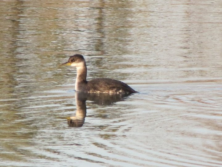 Red-necked Grebe - ML611890008
