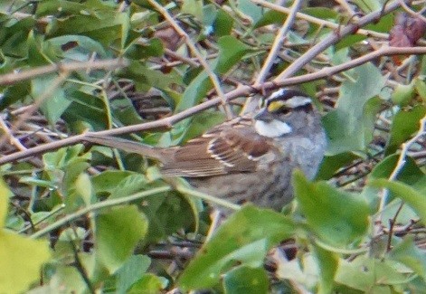 White-throated Sparrow - ML611890083