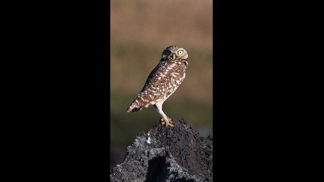 Burrowing Owl - ML611890220