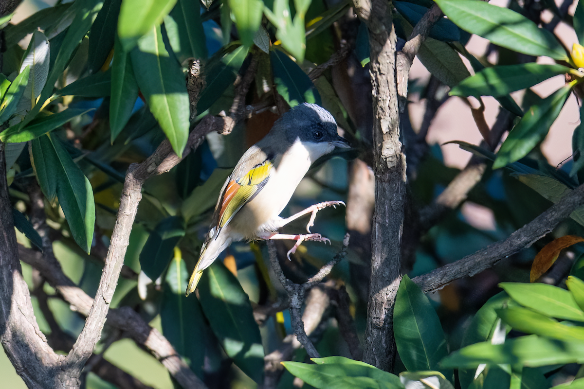 White-browed Shrike-Babbler (Himalayan) - Parmil Kumar