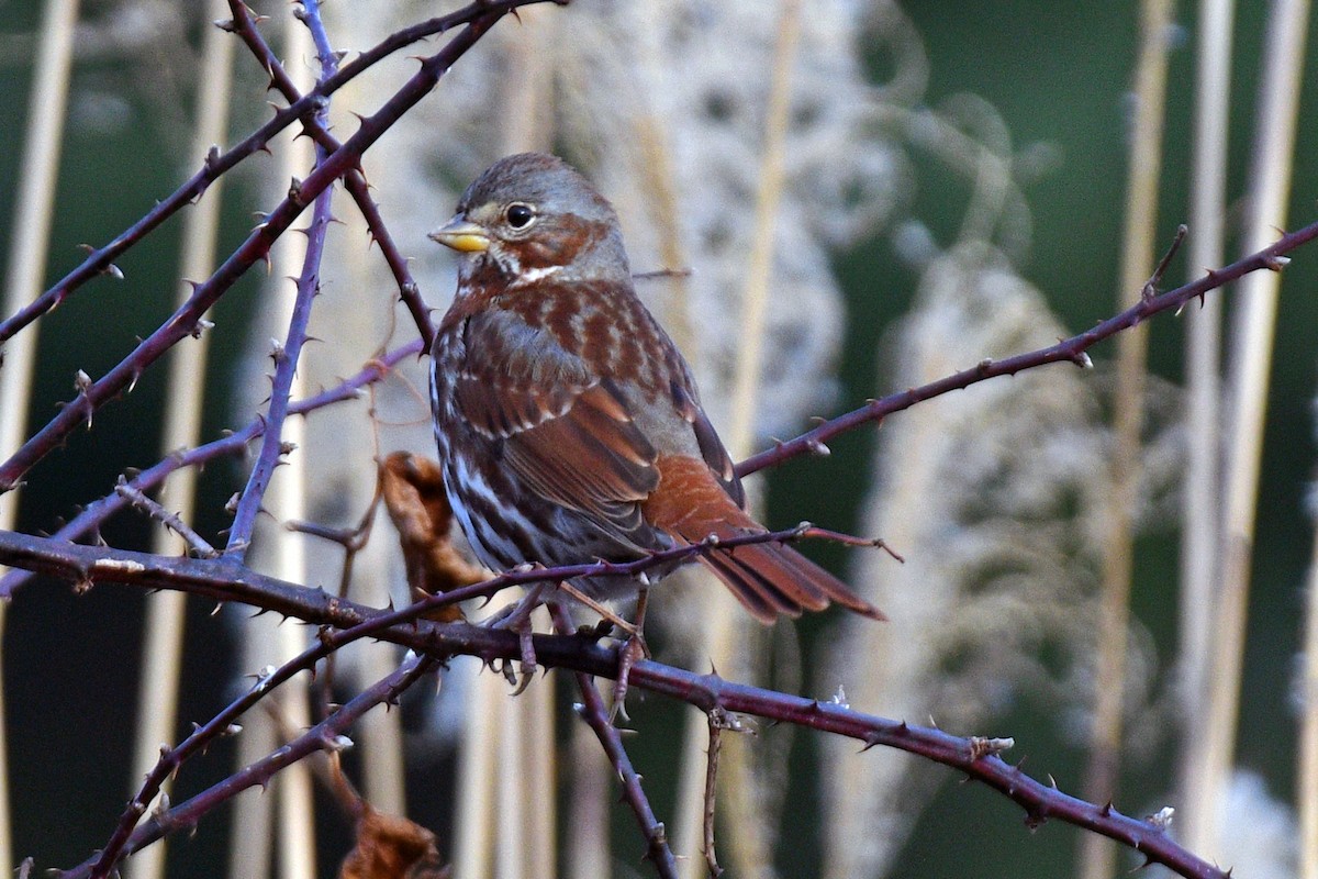 Fox Sparrow (Red) - Jim Ivett
