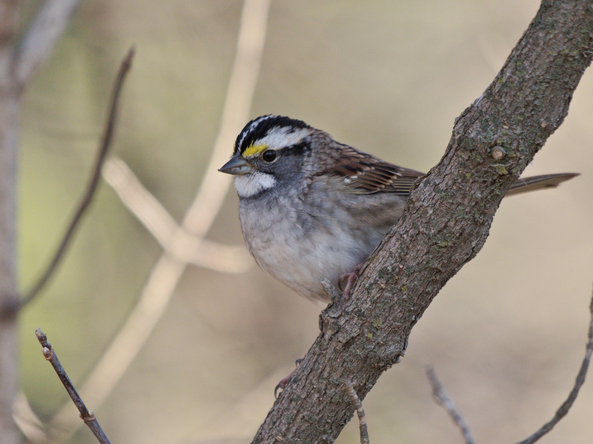White-throated Sparrow - ML611891222