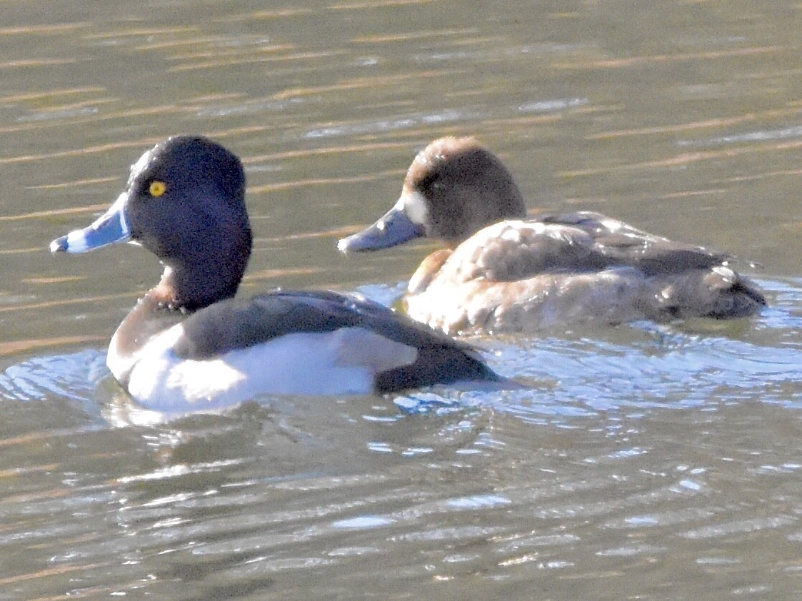 Ring-necked Duck - ML611891604