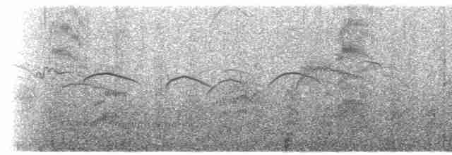 Mouette argentée (scopulinus) - ML611891655