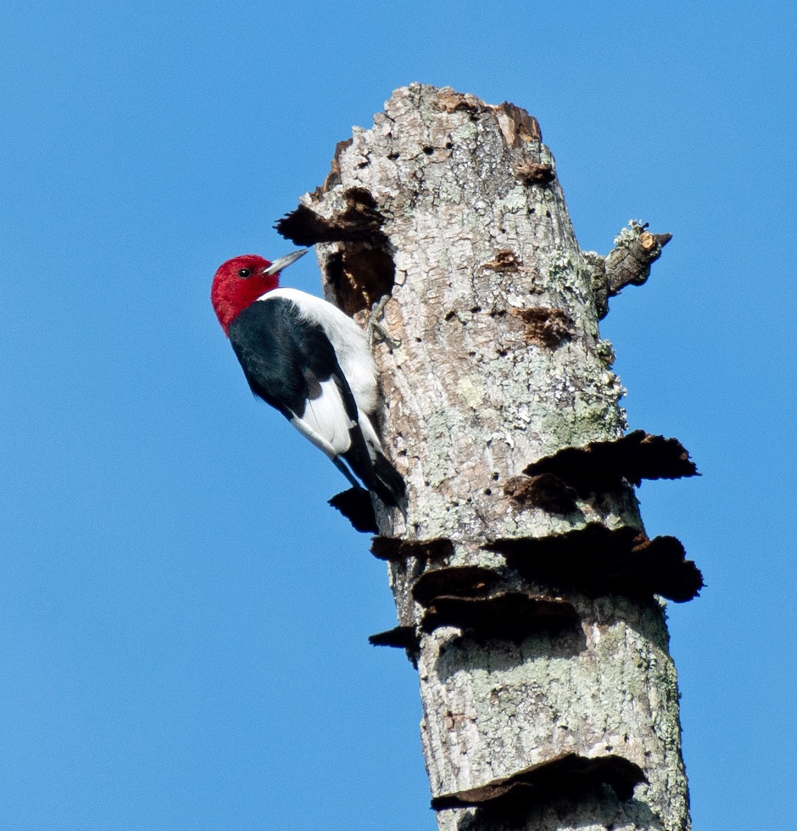 Red-headed Woodpecker - ML611891844