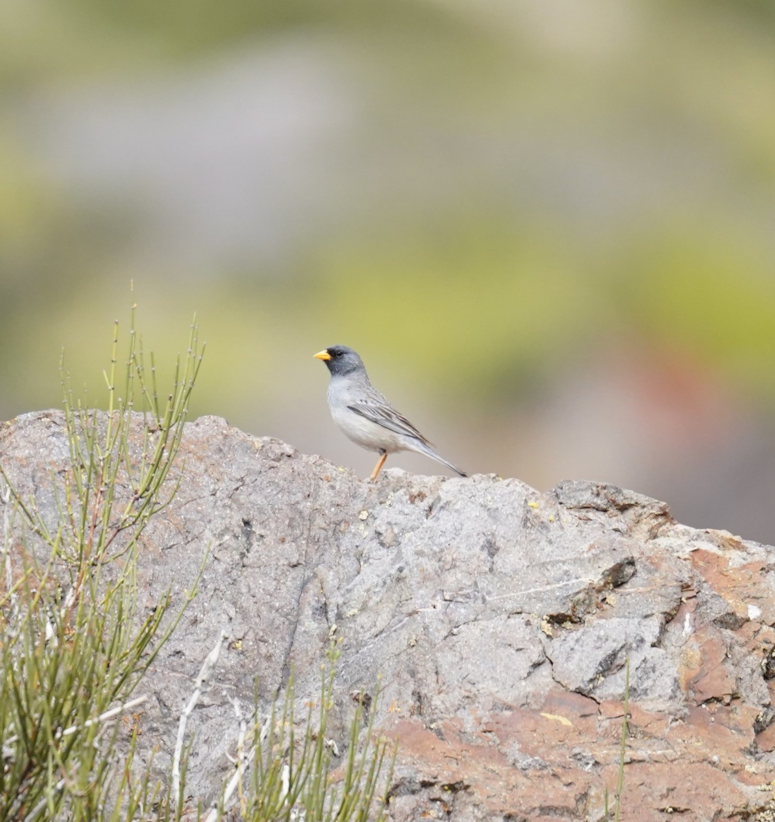 Band-tailed Sierra Finch - ML611892225