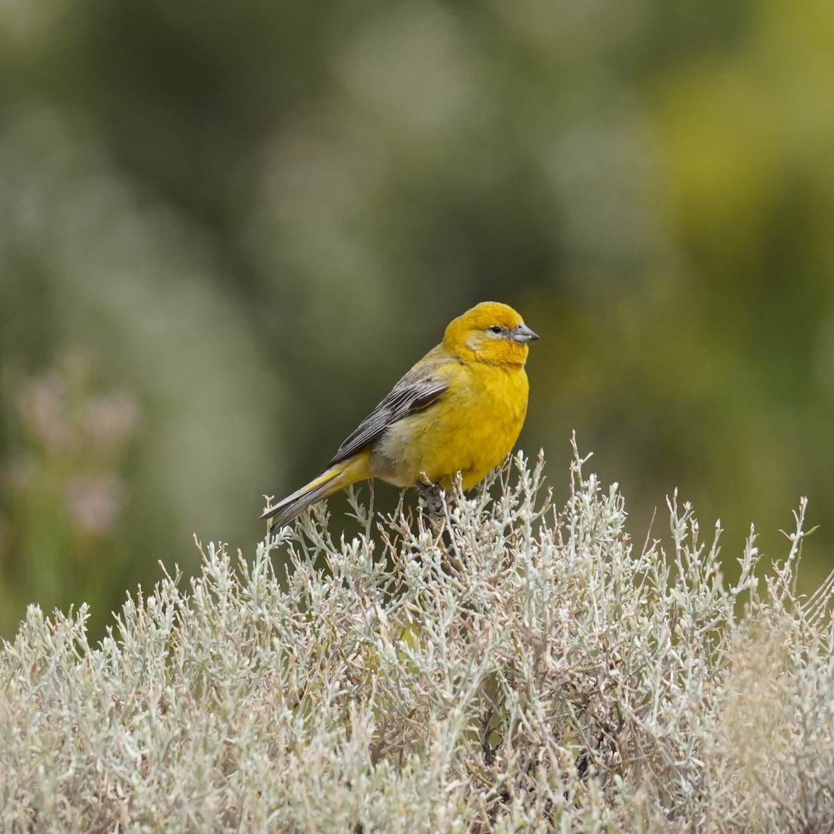 Greater Yellow-Finch - ML611892256