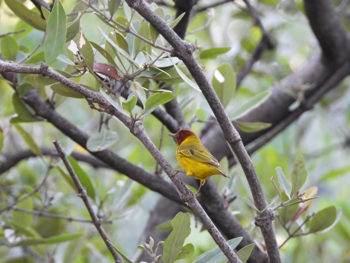 Yellow Warbler (Mangrove) - ML611892267
