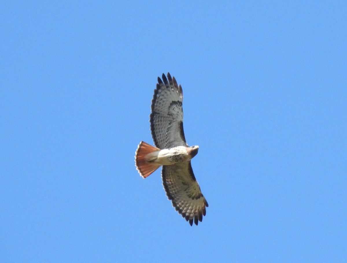 Red-tailed Hawk - Jan Bradley