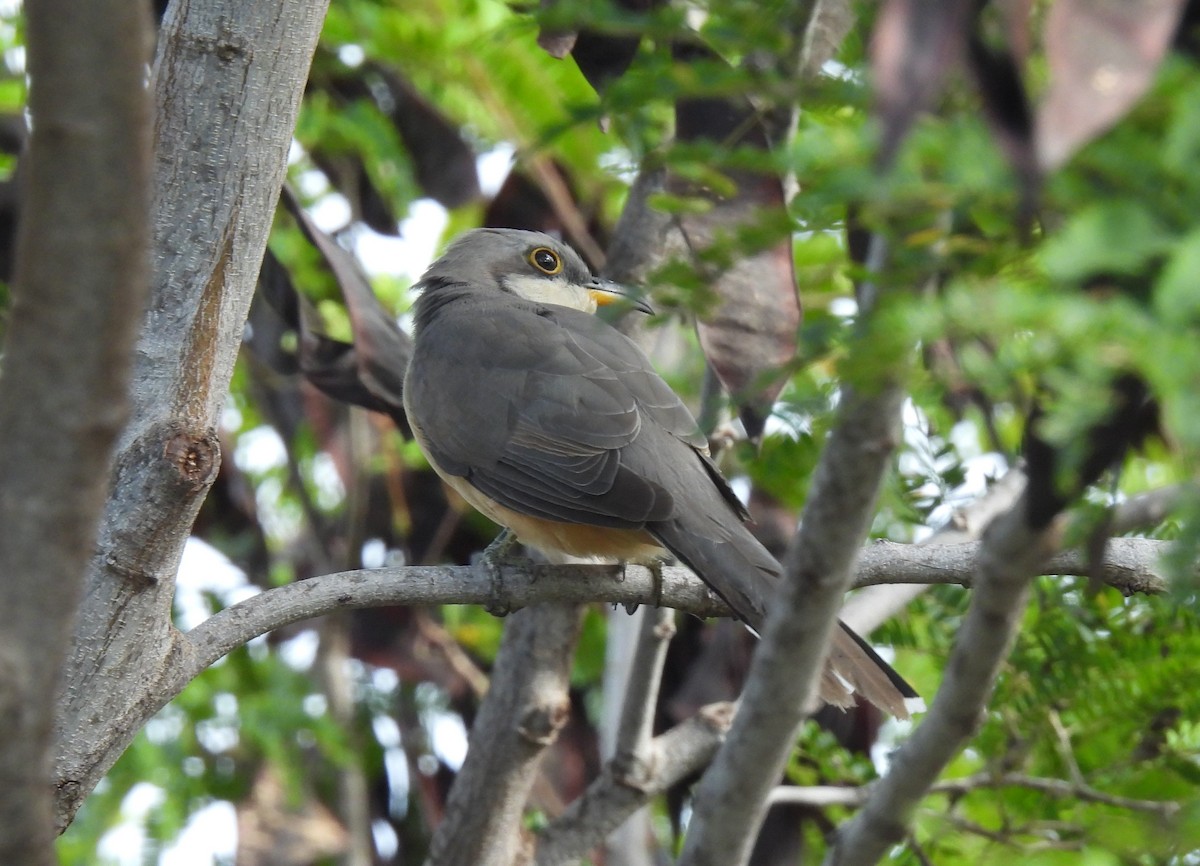 Mangrove Cuckoo - Jan Bradley