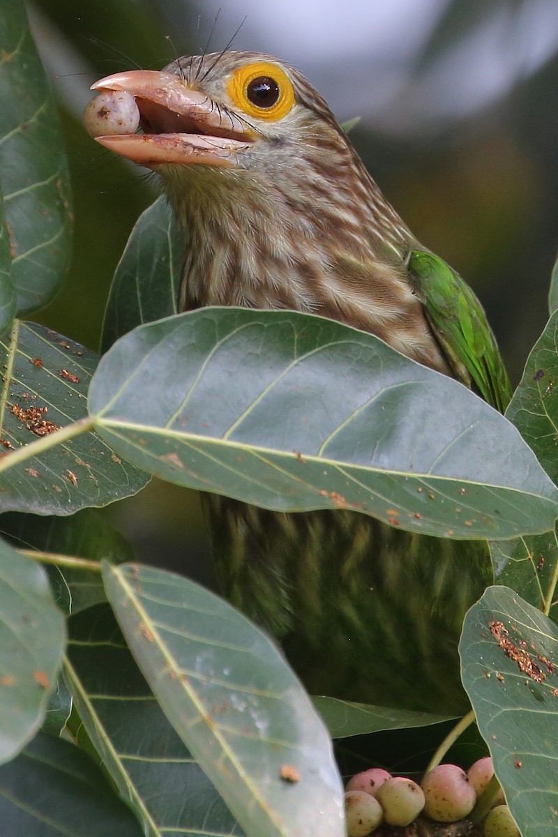 Lineated Barbet - ML611892694