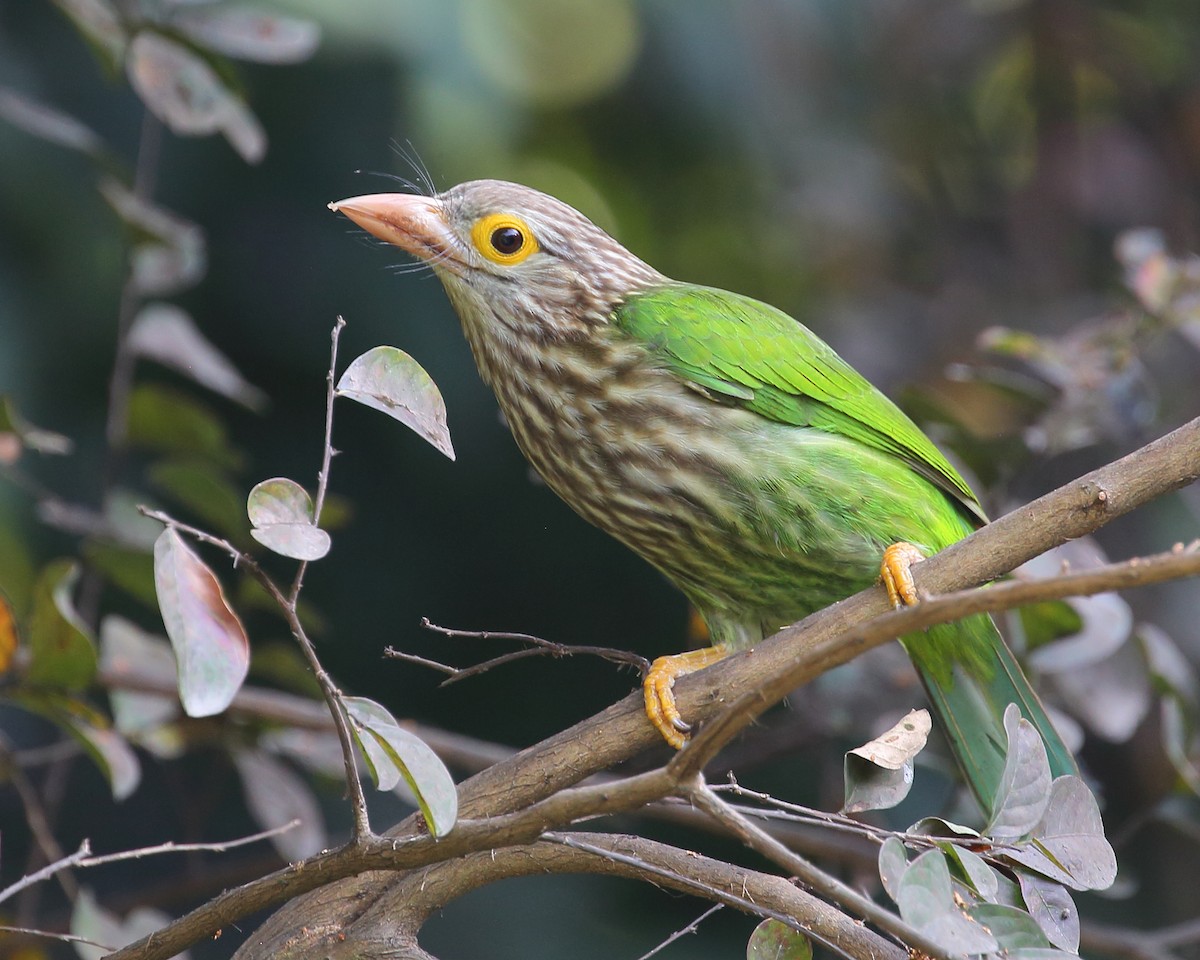 Lineated Barbet - ML611892707