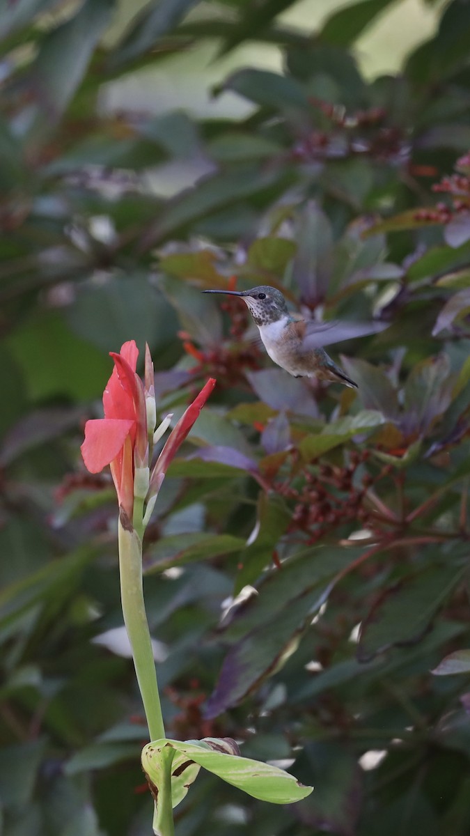 Rufous Hummingbird - ML611892734