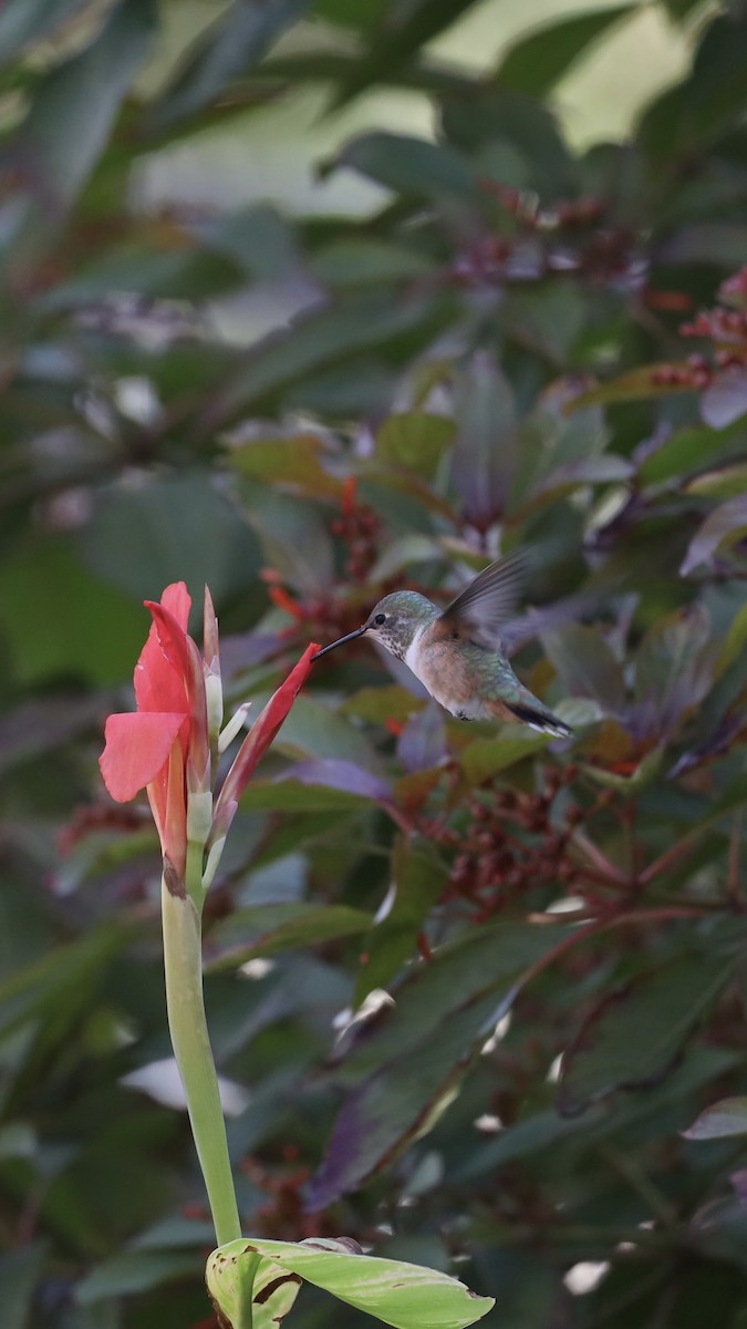 Rufous Hummingbird - ML611892738