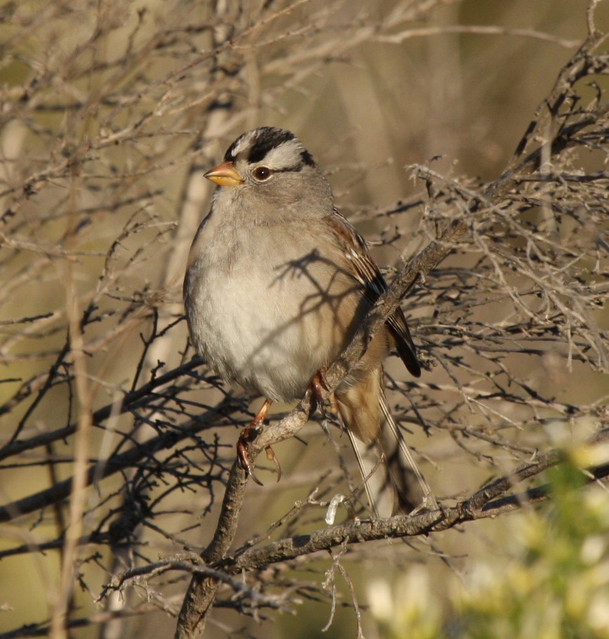 White-crowned Sparrow - ML611893055