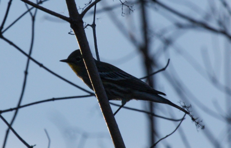 Yellow-rumped Warbler - ML611893059