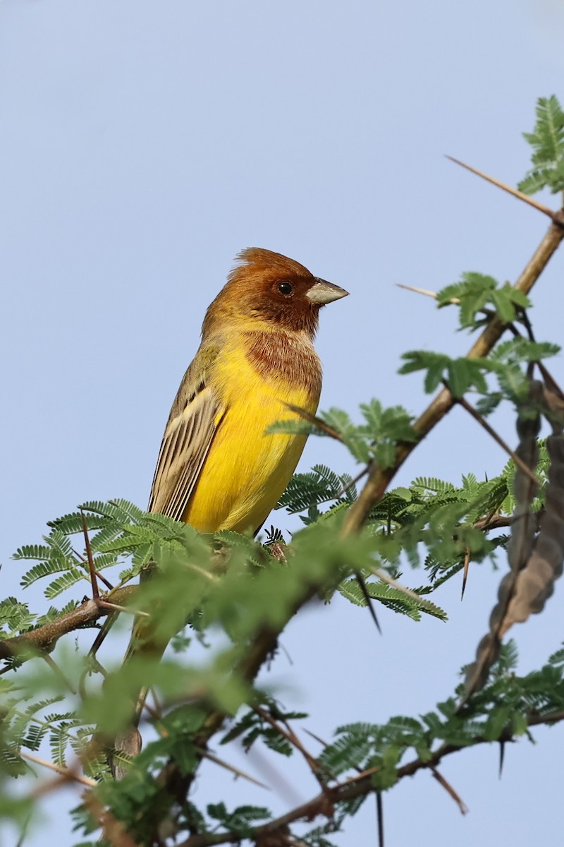 Red-headed Bunting - ML611893402
