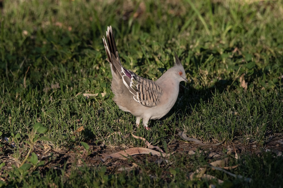 Crested Pigeon - ML611893589