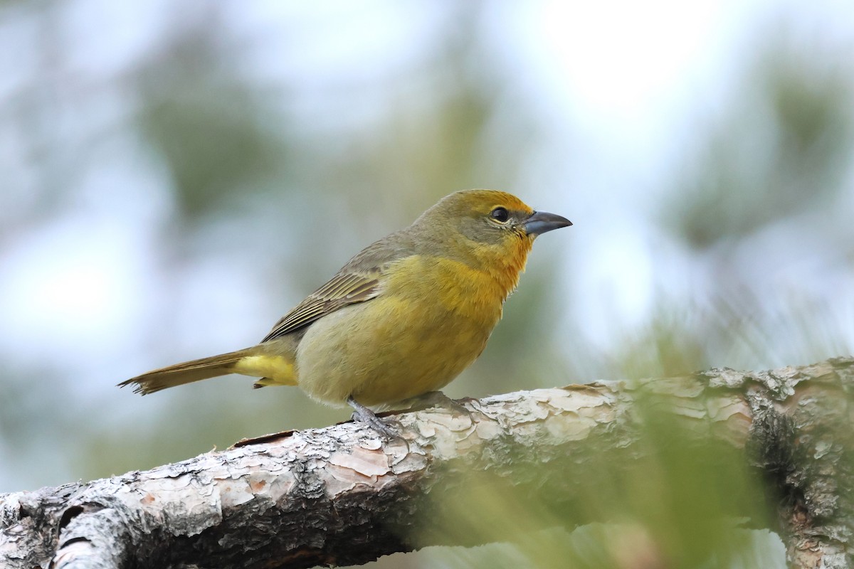 Hepatic Tanager - ML611893690