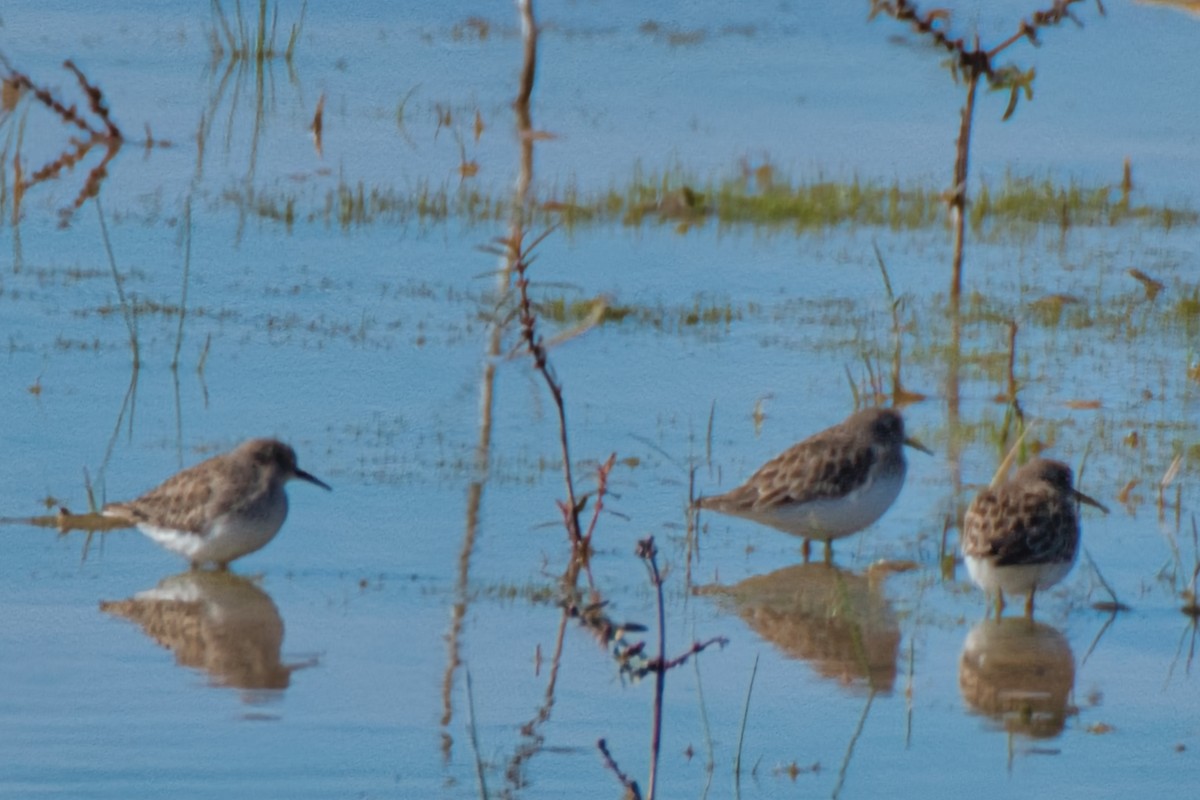 eBird Checklist 4 Dec 2023 John Paul Landing ParkEnvironmental