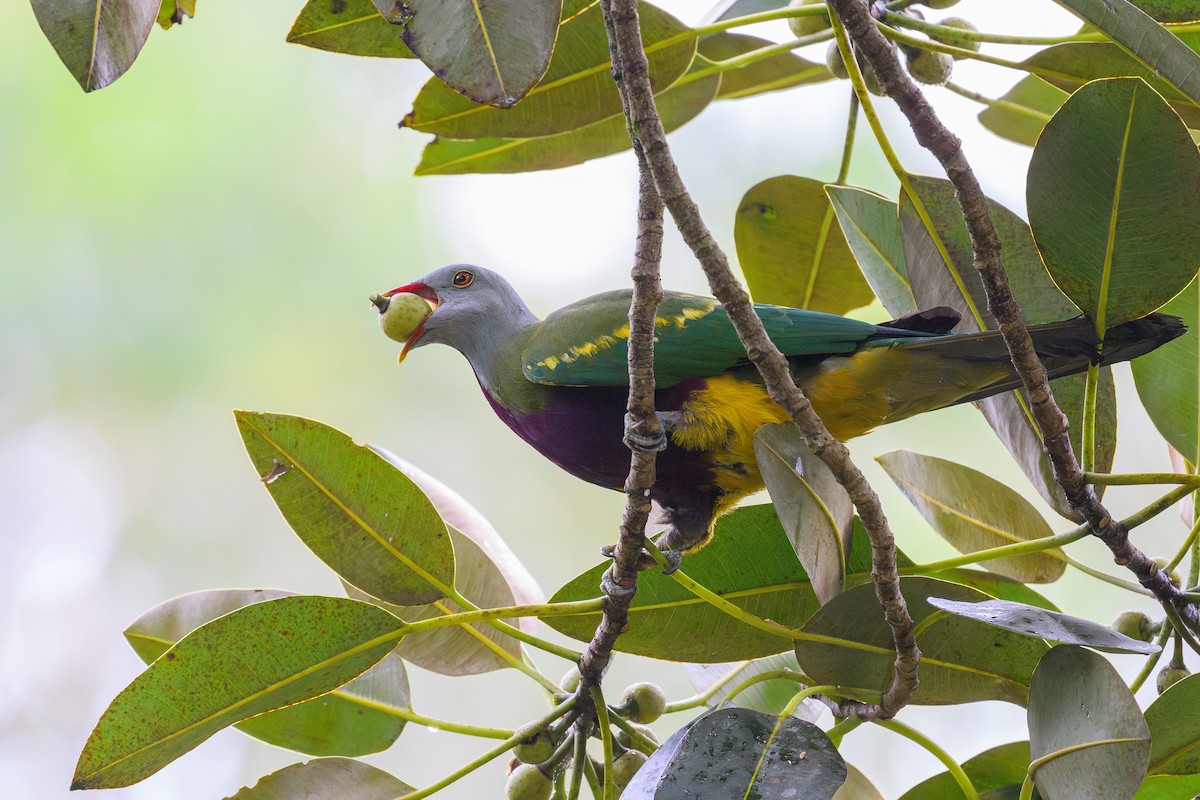 Wompoo Fruit-Dove - ML611894012