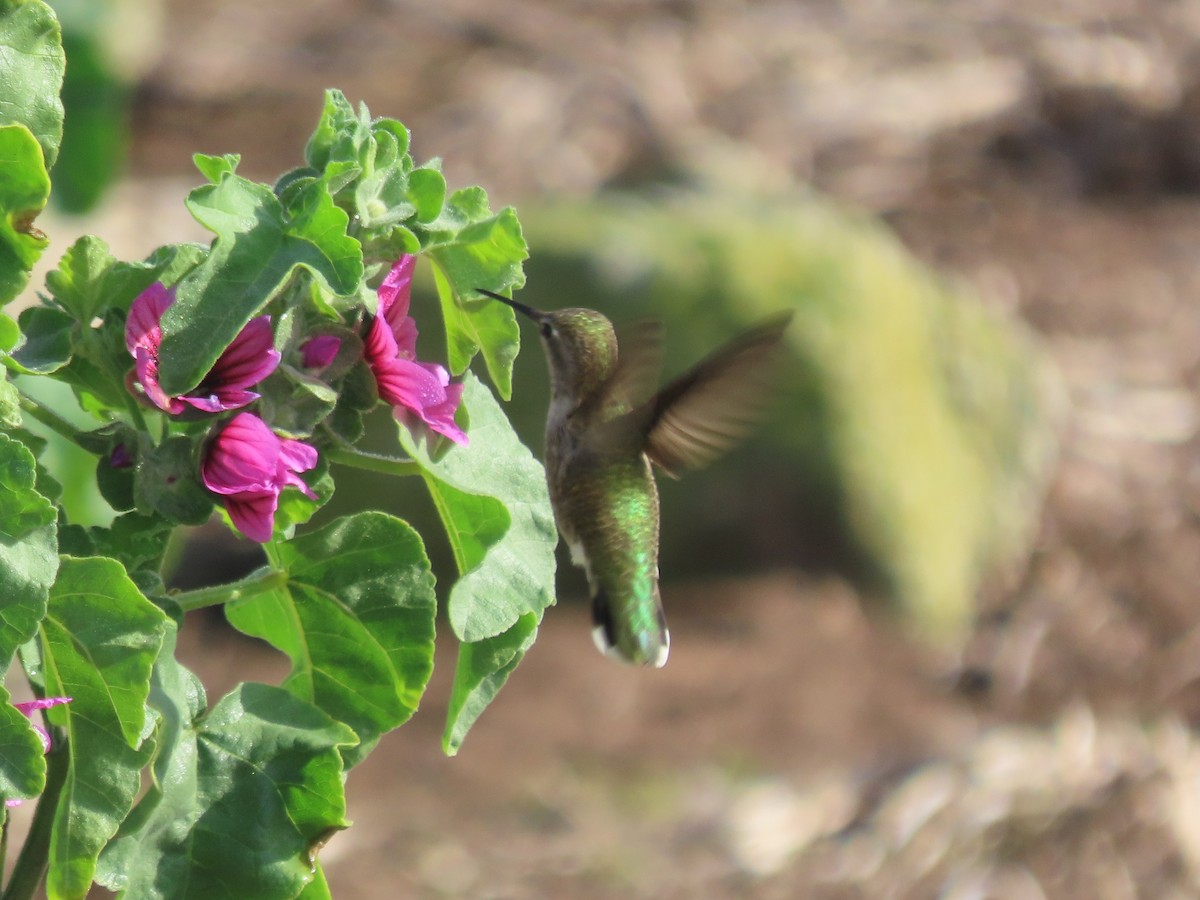 Anna's Hummingbird - ML611894072