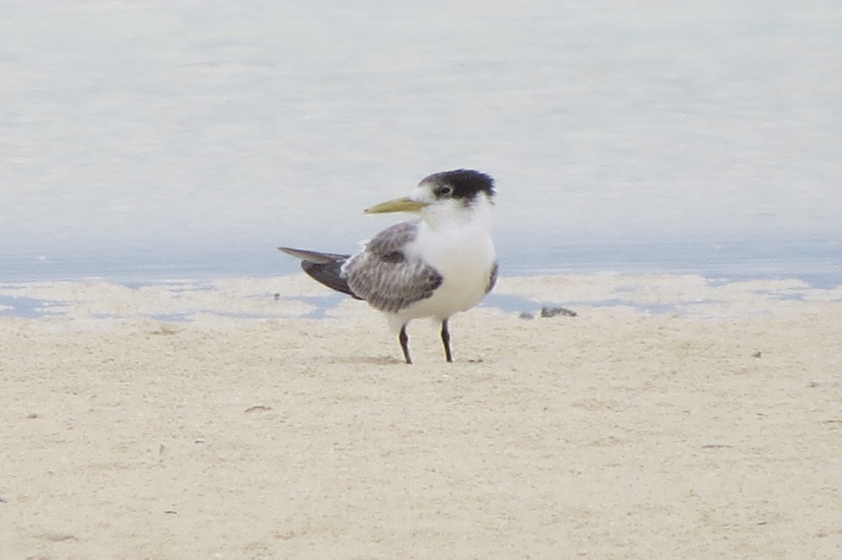 Great Crested Tern - ML611894302