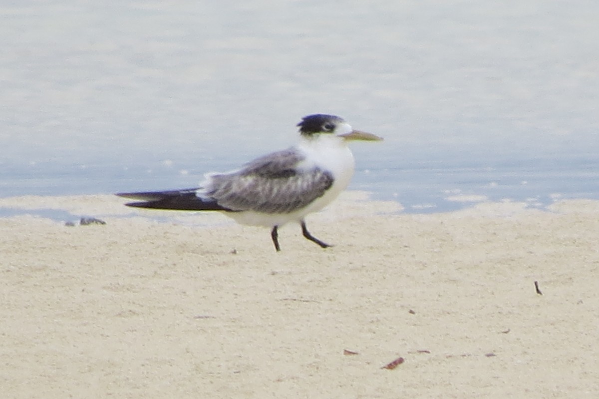 Great Crested Tern - ML611894303