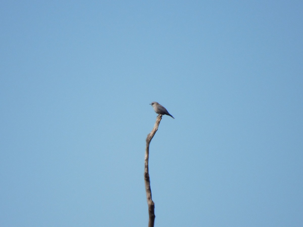 Black-faced Woodswallow (Black-vented) - ML611894344