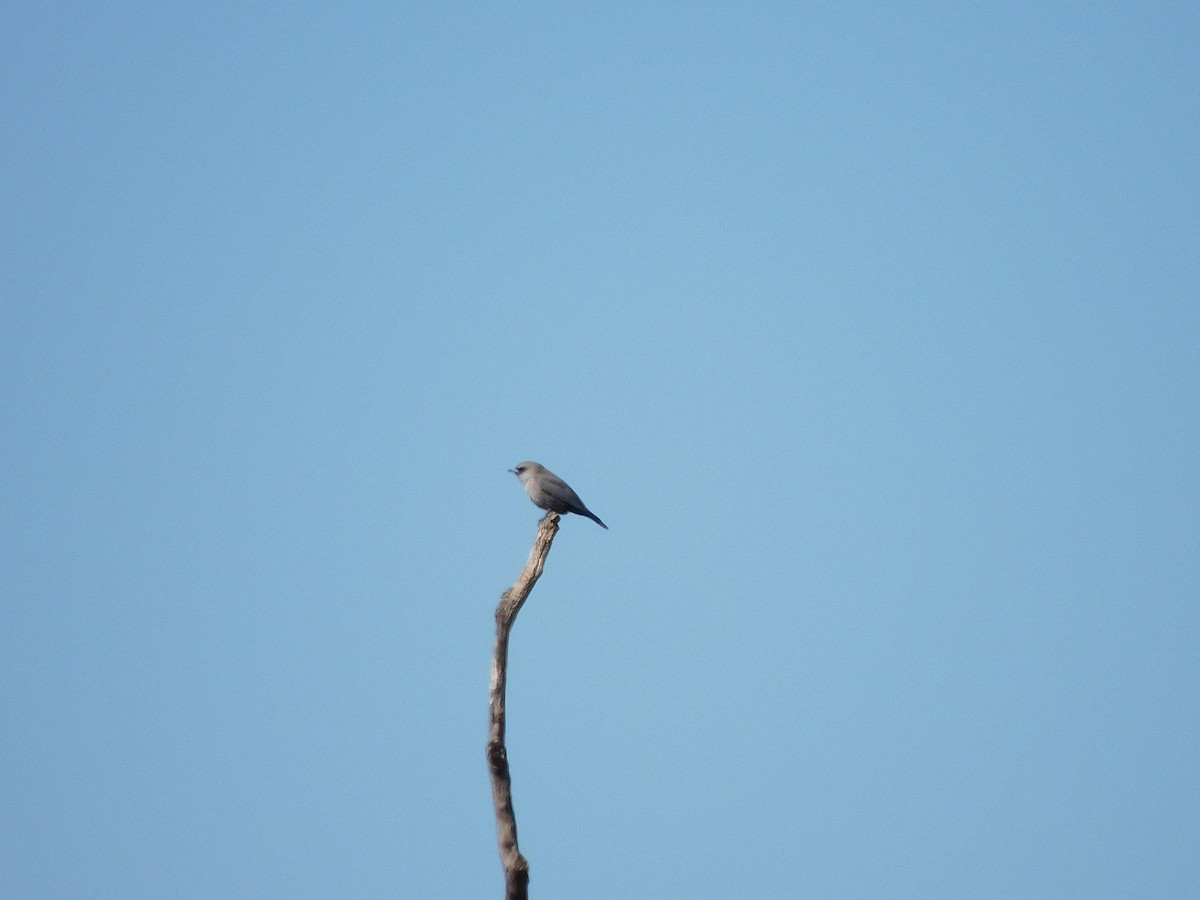Black-faced Woodswallow (Black-vented) - ML611894345