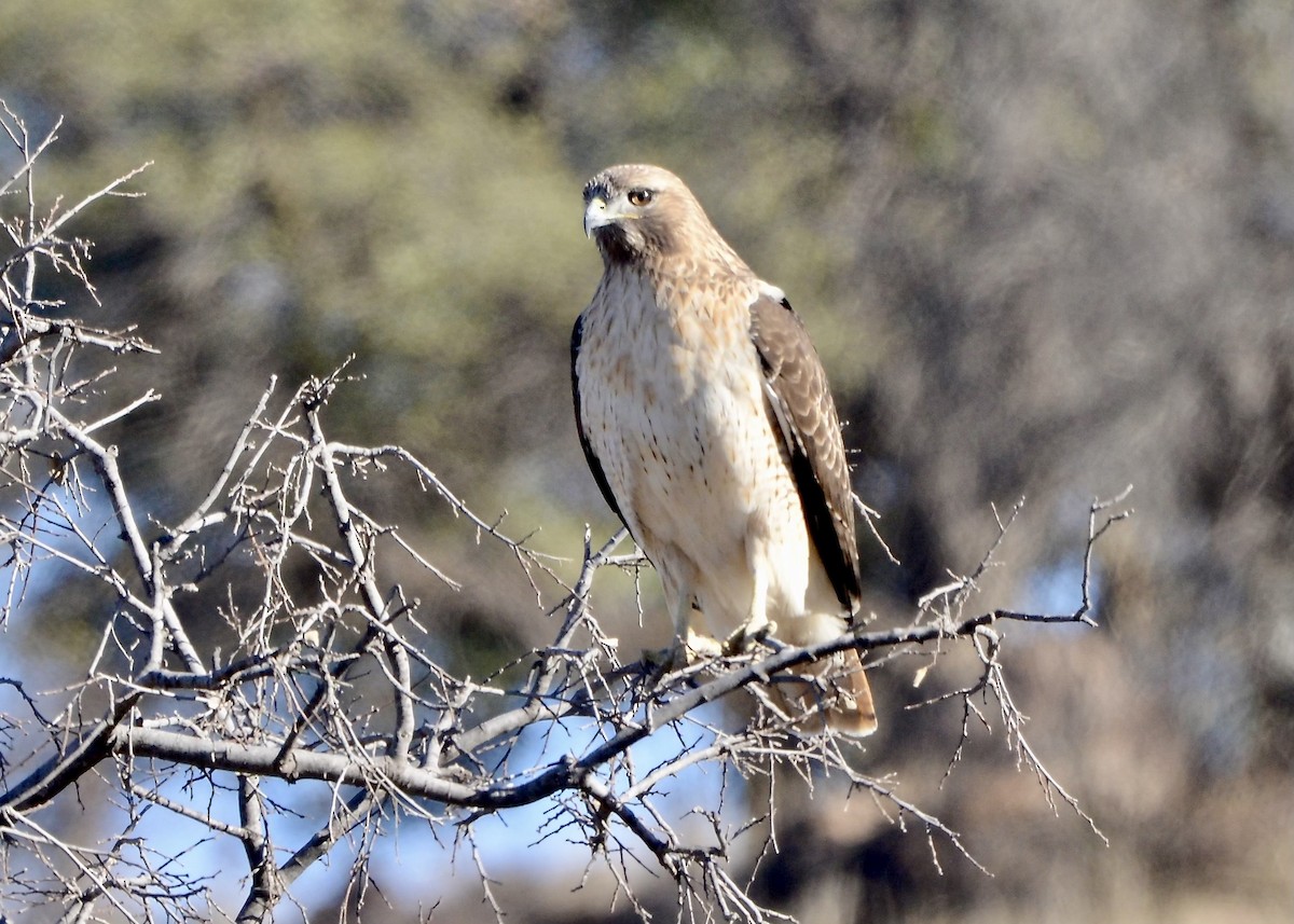 Red-tailed Hawk (fuertesi) - Karen Carpenter
