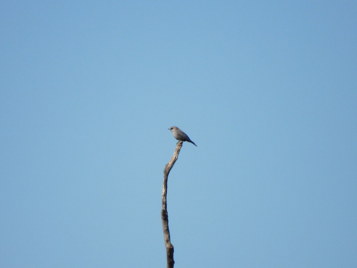 Black-faced Woodswallow (Black-vented) - ML611894353