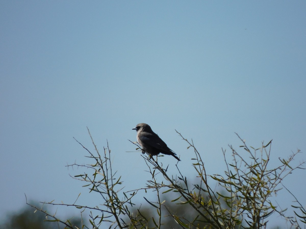 Black-faced Woodswallow (Black-vented) - ML611894408