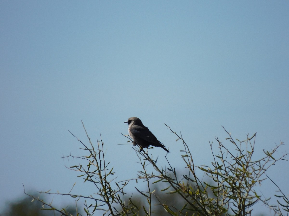 Black-faced Woodswallow (Black-vented) - ML611894414