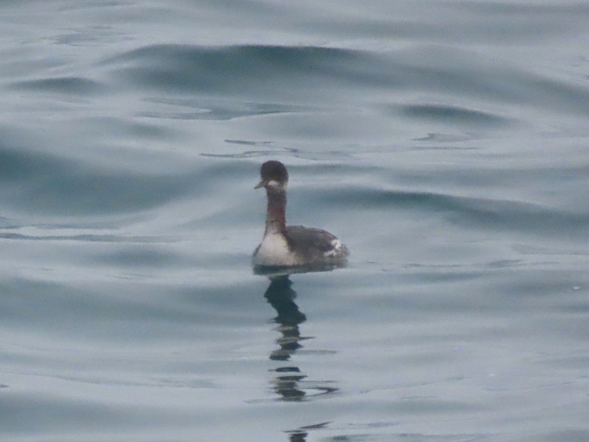 Eared Grebe - ML611894455