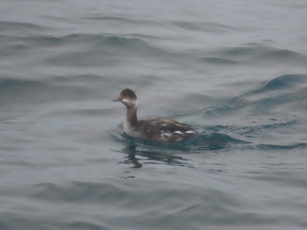 Eared Grebe - ML611894456