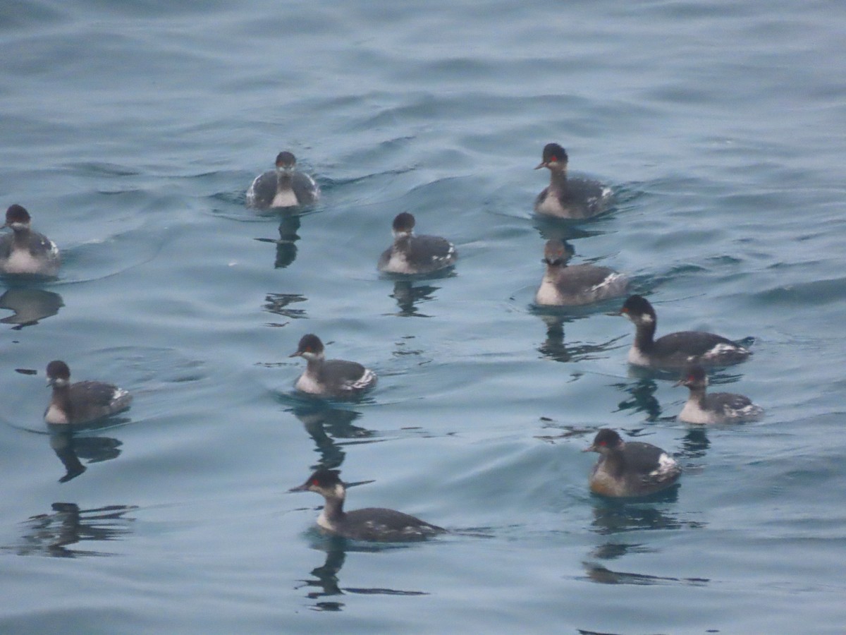 Eared Grebe - ML611894458