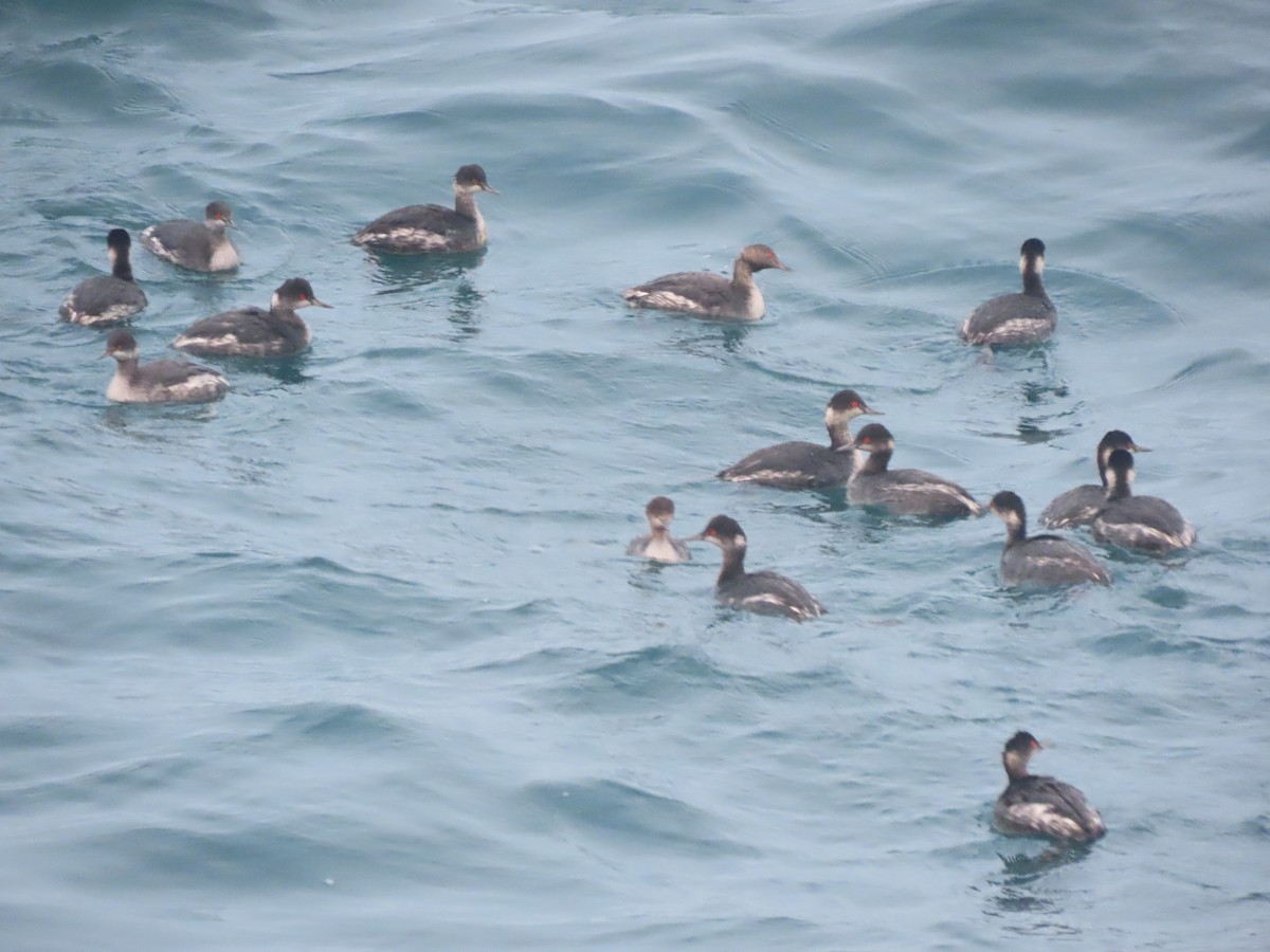 Eared Grebe - ML611894463