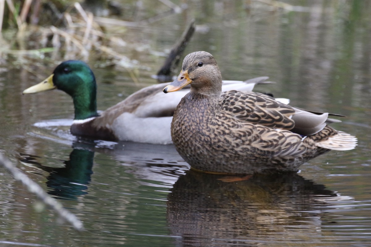 Stockente - ML611894566