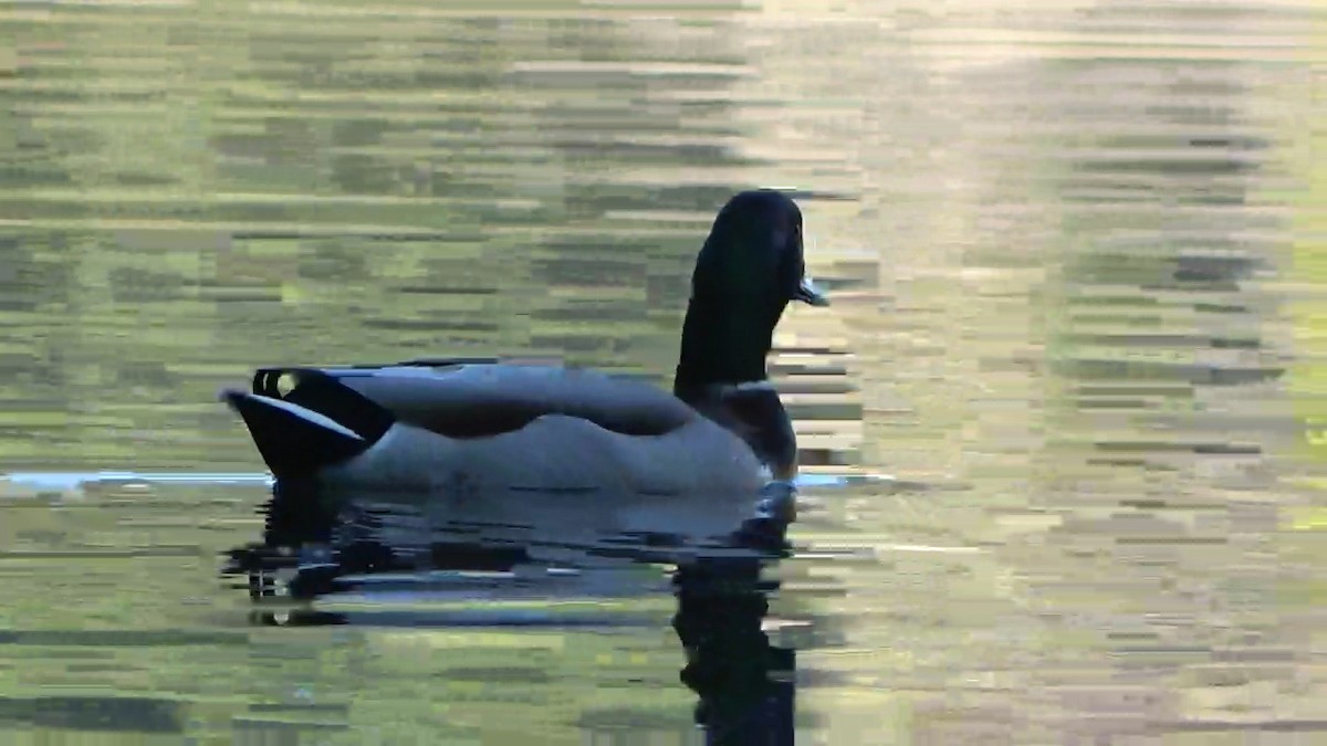 Stockente - ML611895170