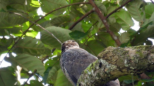 Crested Serpent-Eagle - ML611895451